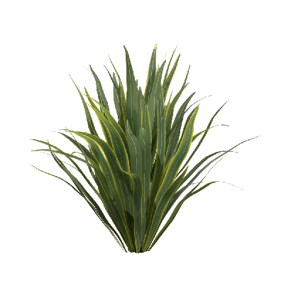 Xerophytes Phormium sundowner 02