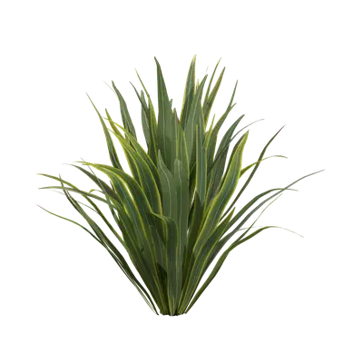 Phormium sundowner 02
