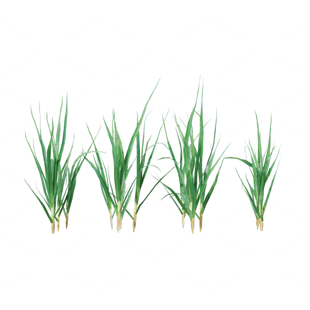Crops 3D Models