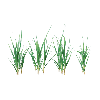 Crops Garlic 03