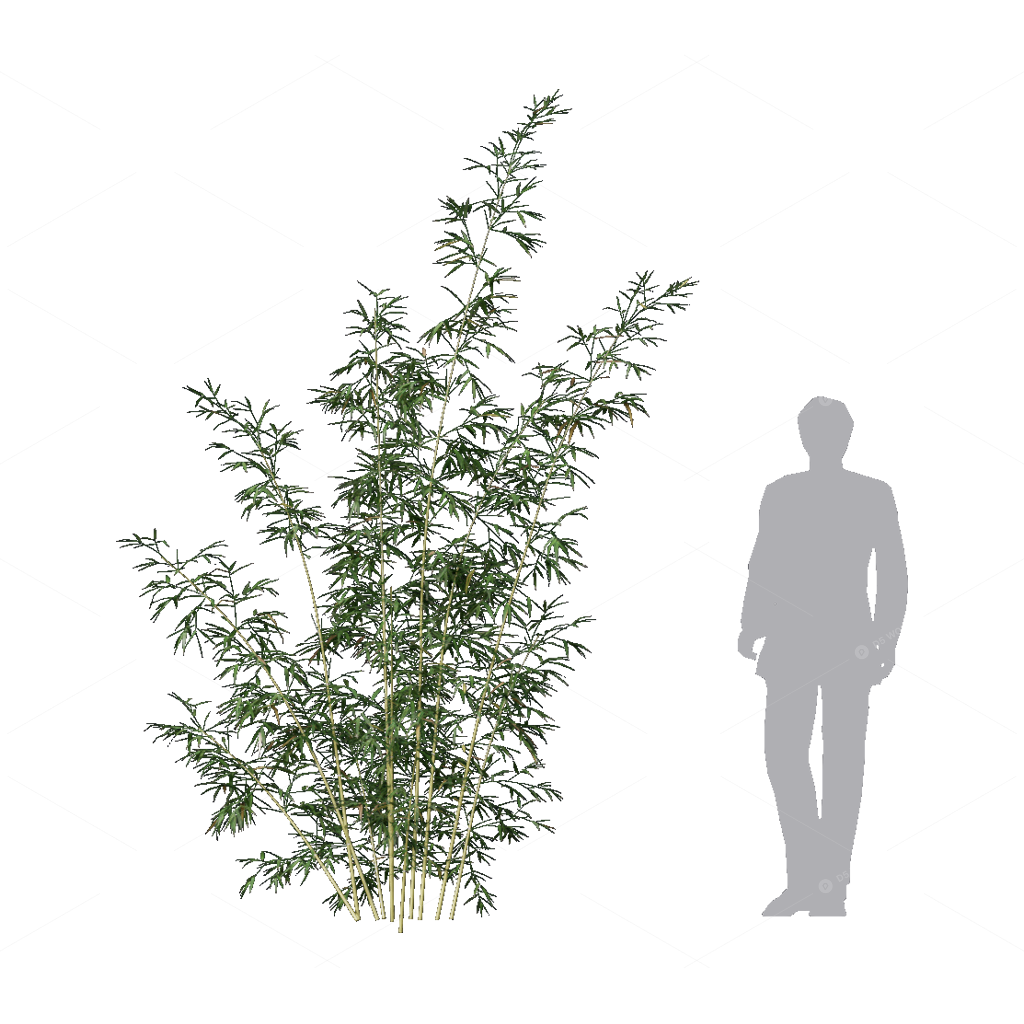 Other Botanicals 3D Models