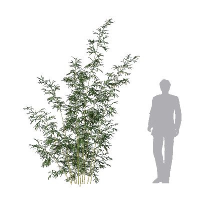Bamboo Bambusa multiplex fernleaf 08