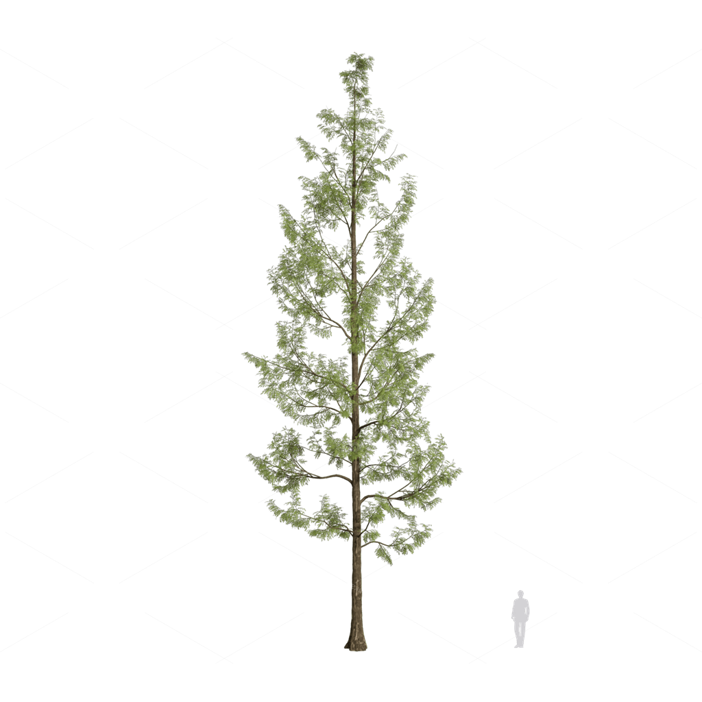 Trees 3D Models