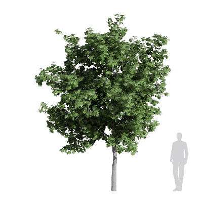 Broadleaf Tree Acer platanoides