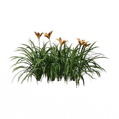 Hemerocallis fulva 09