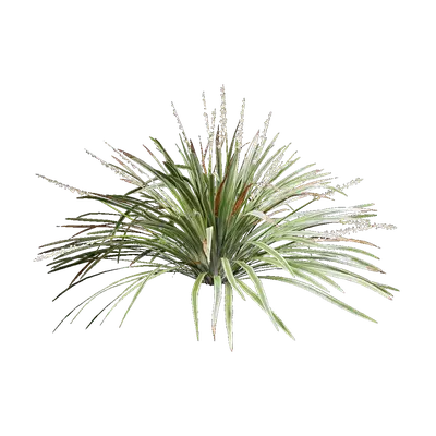 Ophiopogon jaburan vittatus 03