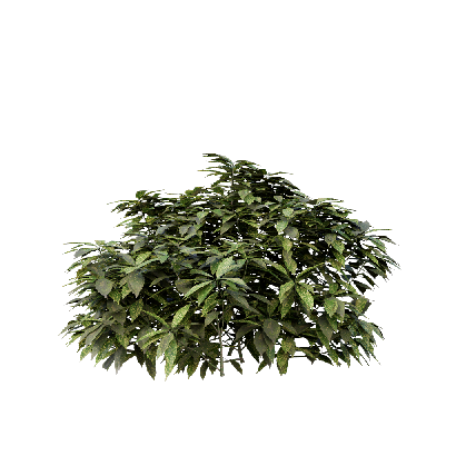 Shrub Ancuba japonica 06