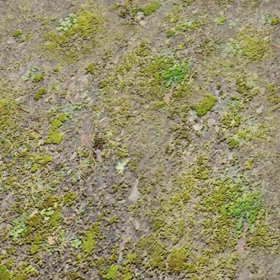 Gravel Mossy Ground
