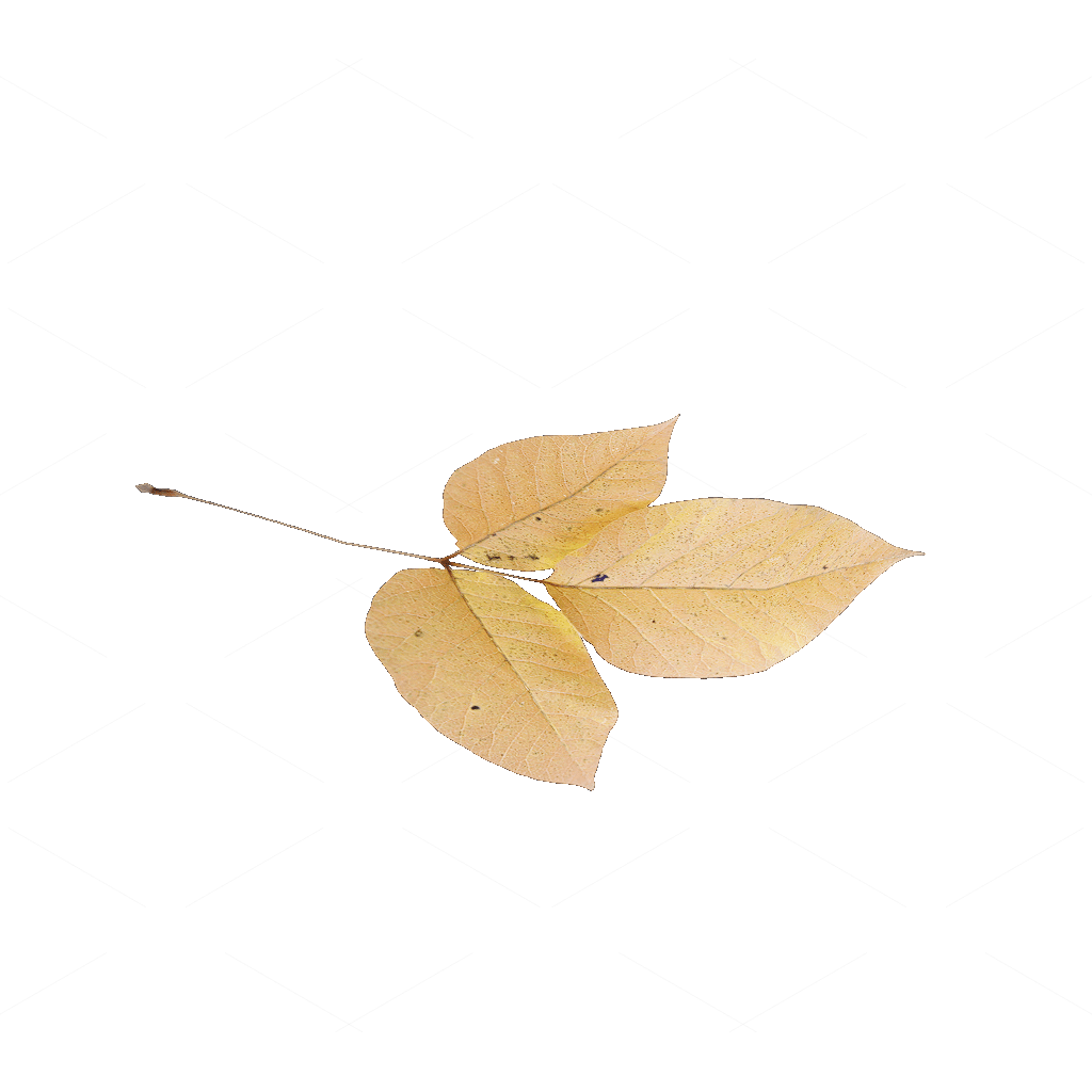 Other Botanicals 3D Models