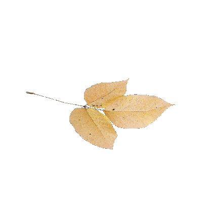 Other Plants leaf 54