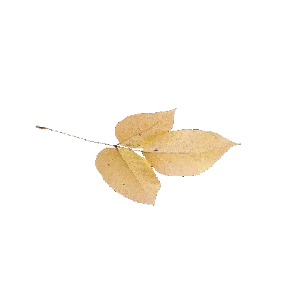 leaf 54