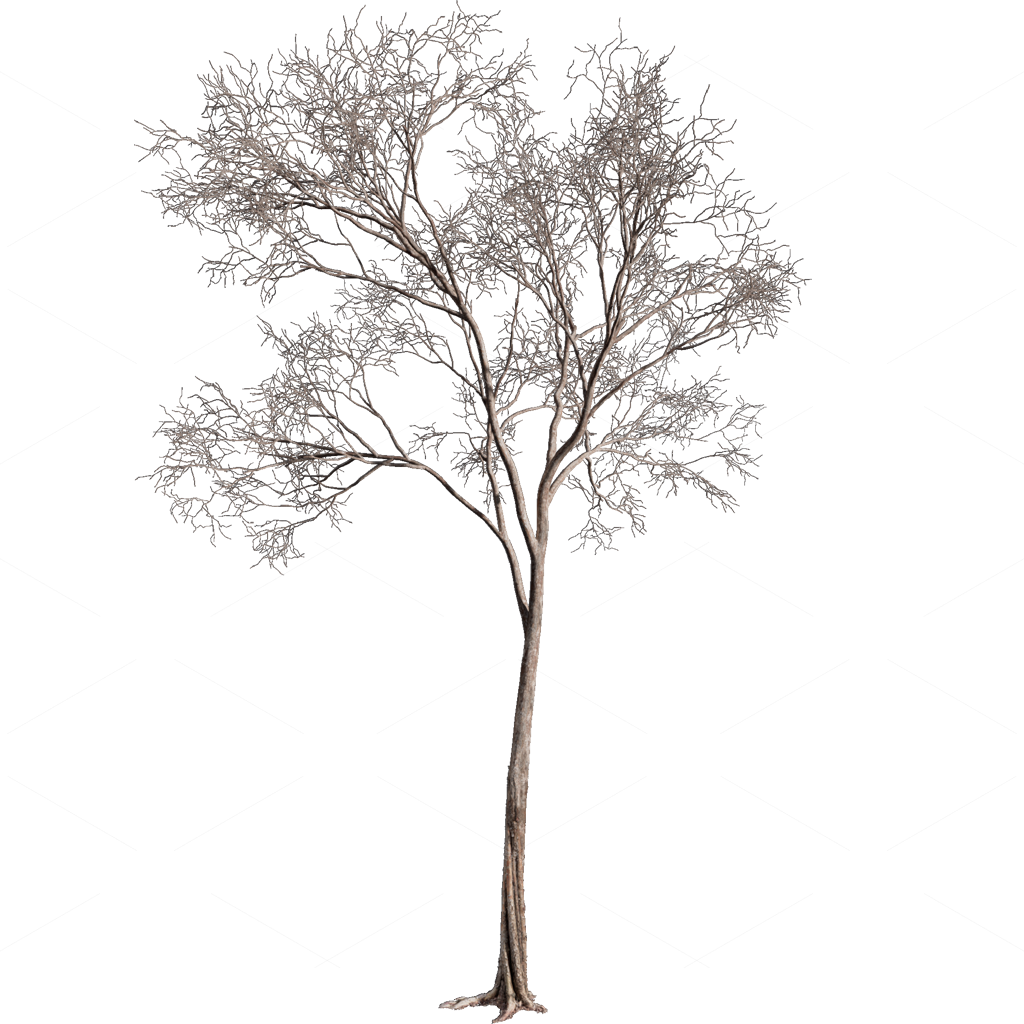 Other Botanicals 3D Models