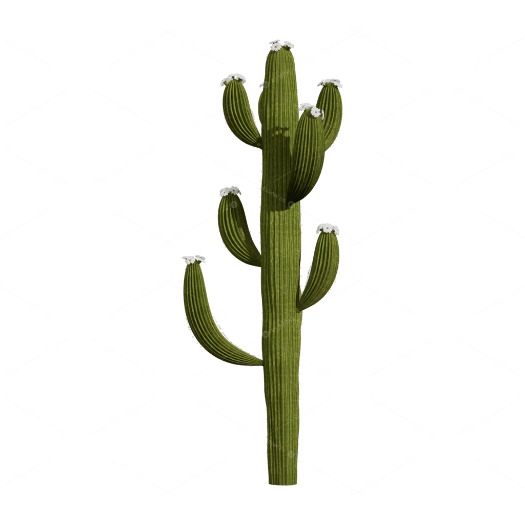 Xerophyte Plants 3D Models