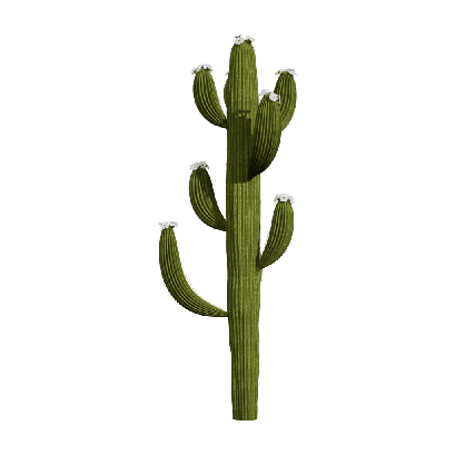 Xerophytes Hylocereus undatus 02
