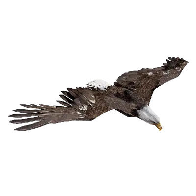 BaldEagle Hover
