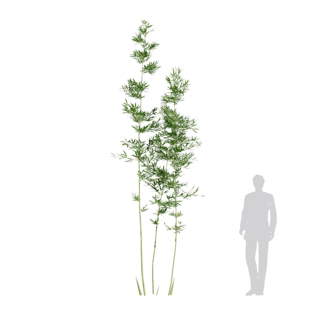 Other Botanicals 3D Models