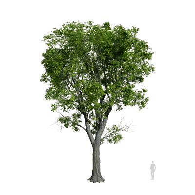 Robinia pseudoacacia 07 3d model