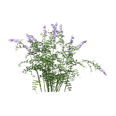 Vicia villosa 03