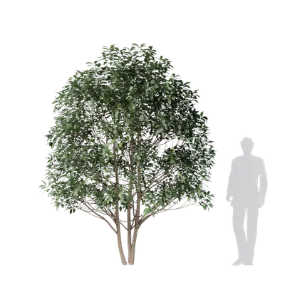 Osmanthus fragrans 04 3d model