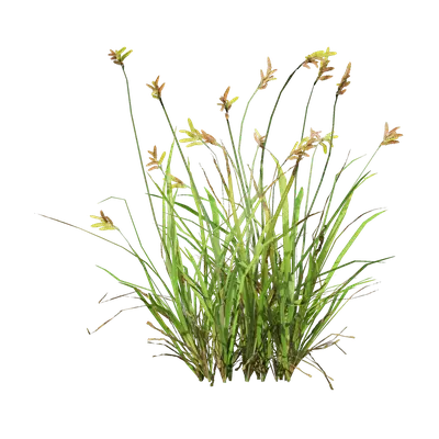 Carex atrata 05