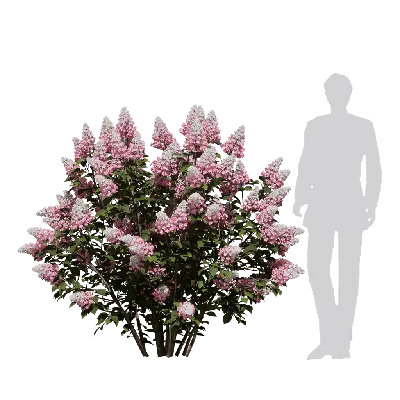 Hydrangea paniculata 05