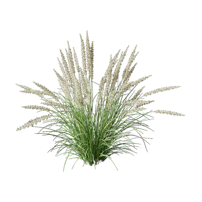 Pennisetum orientale 08