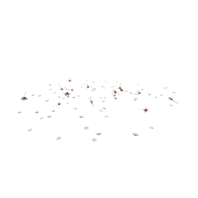 Cherry blossom petals 02