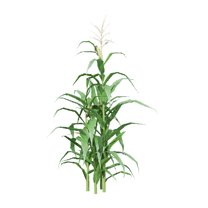 Crops Zea mays 06