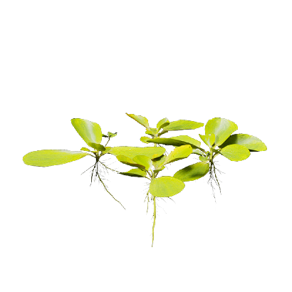 Aquatic Plants Pistia stratiotes 04