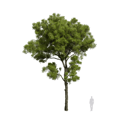 Coniferous Tree Pinus halepensis 07