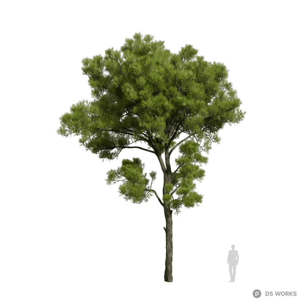 Pinus halepensis 07 3d model - Image 1