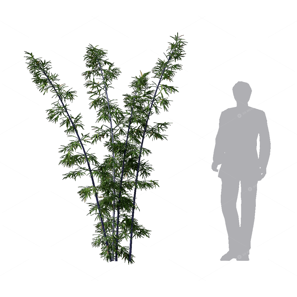 Other Botanicals 3D Models