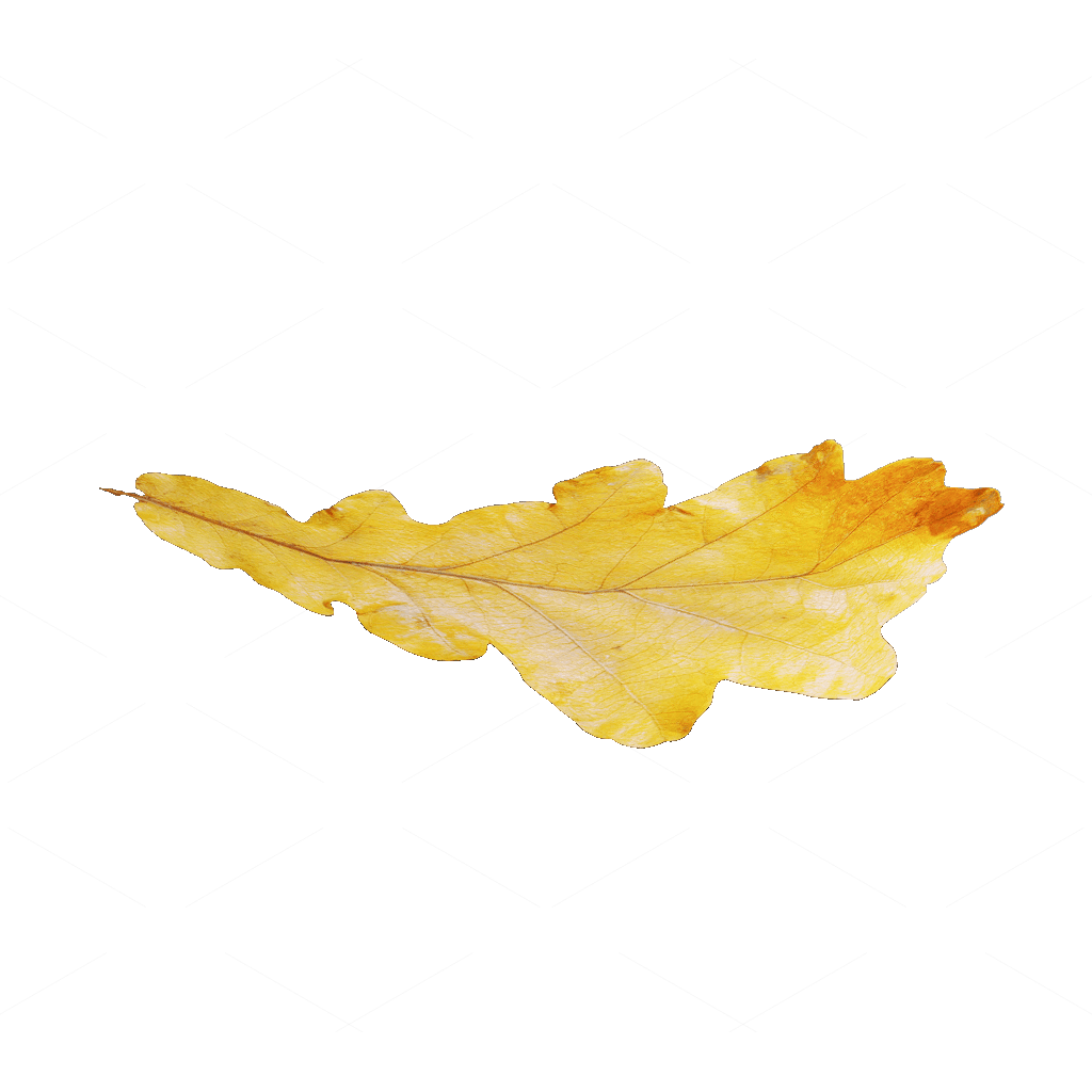 Other Botanicals 3D Models
