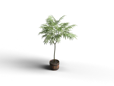 Potted Fern Plant 3d model