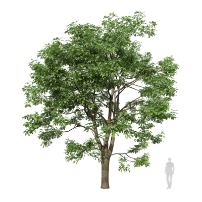 Styphnolobium japonicum 03