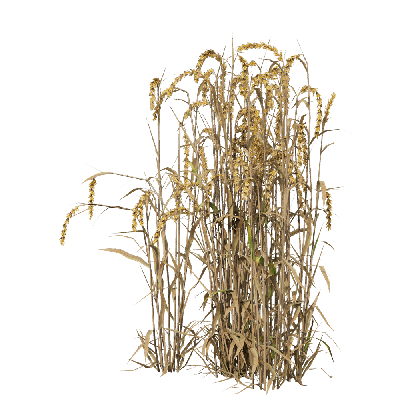 Crops Triticum 09