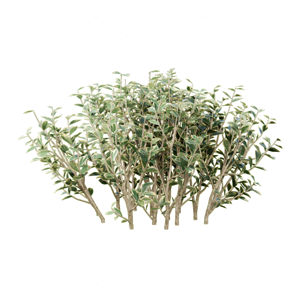 Shrubs 3D Models