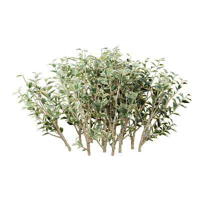 Shrub Euonymus japonicus 06