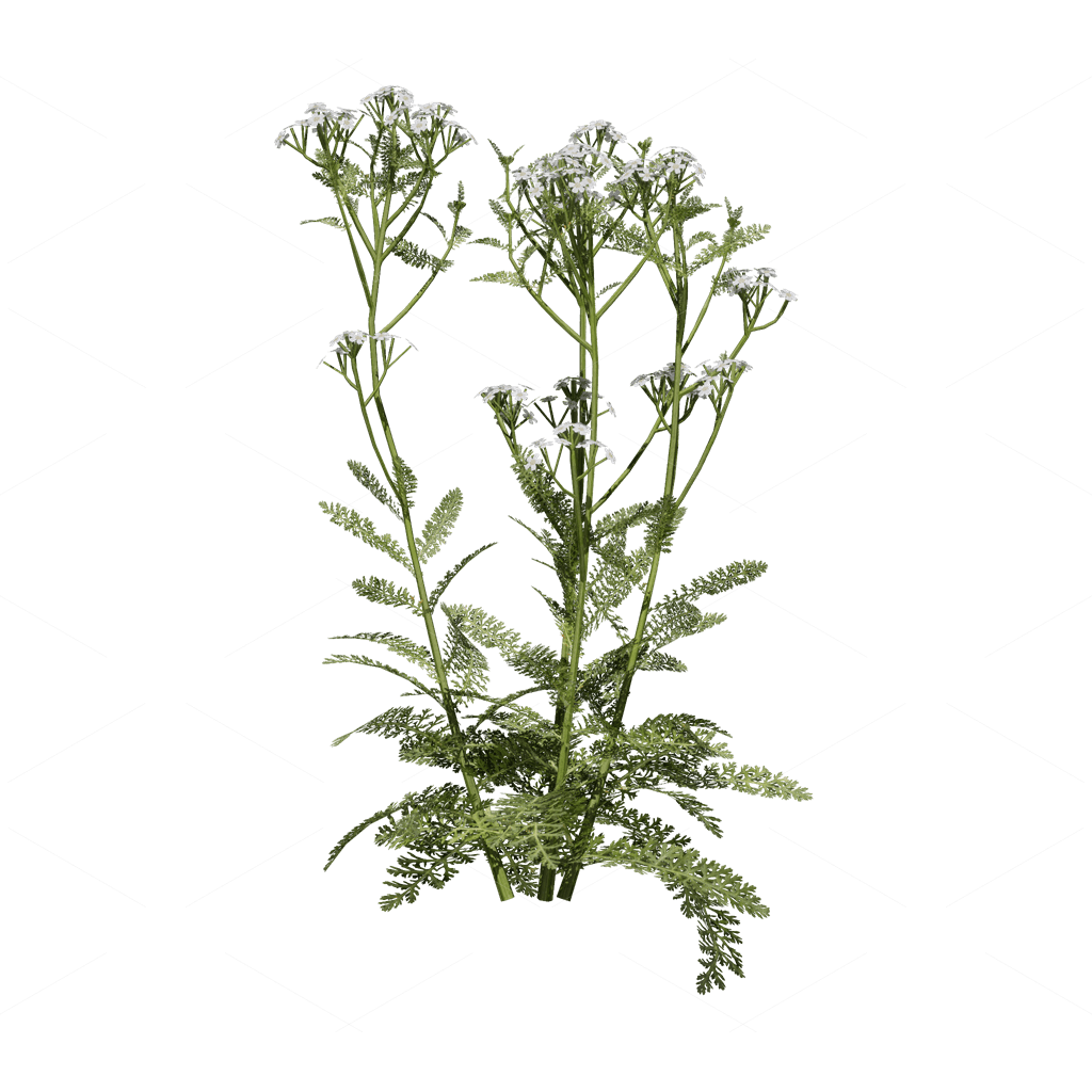 Flowers 3D Models
