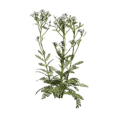 Grass Achillea millefolium 05