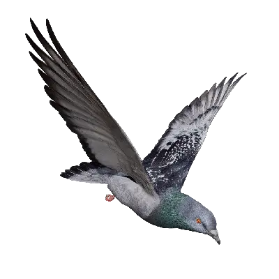 Pigeon Fly IP 3d model