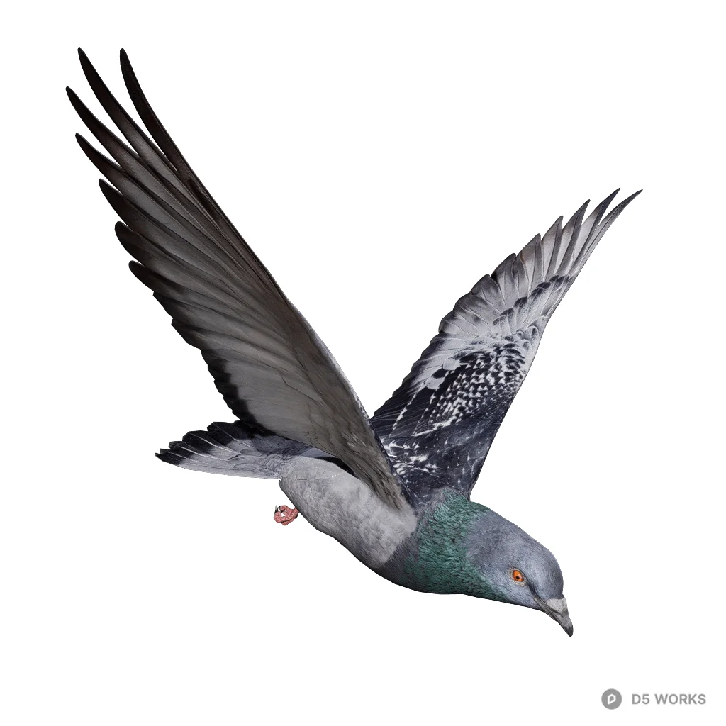 Pigeon Fly IP 3d model - Image 1