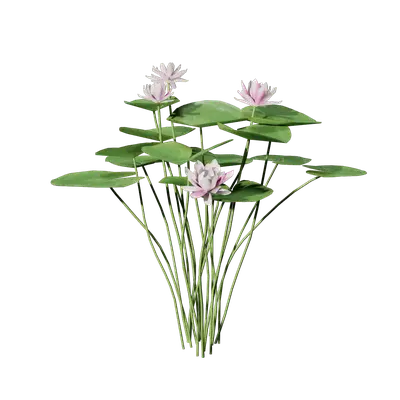 Nymphaea tetragona 05