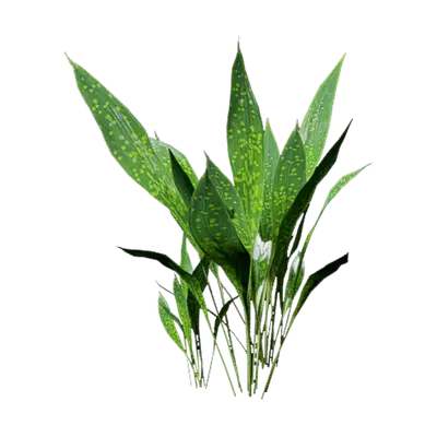 Aspidistra elatior 06