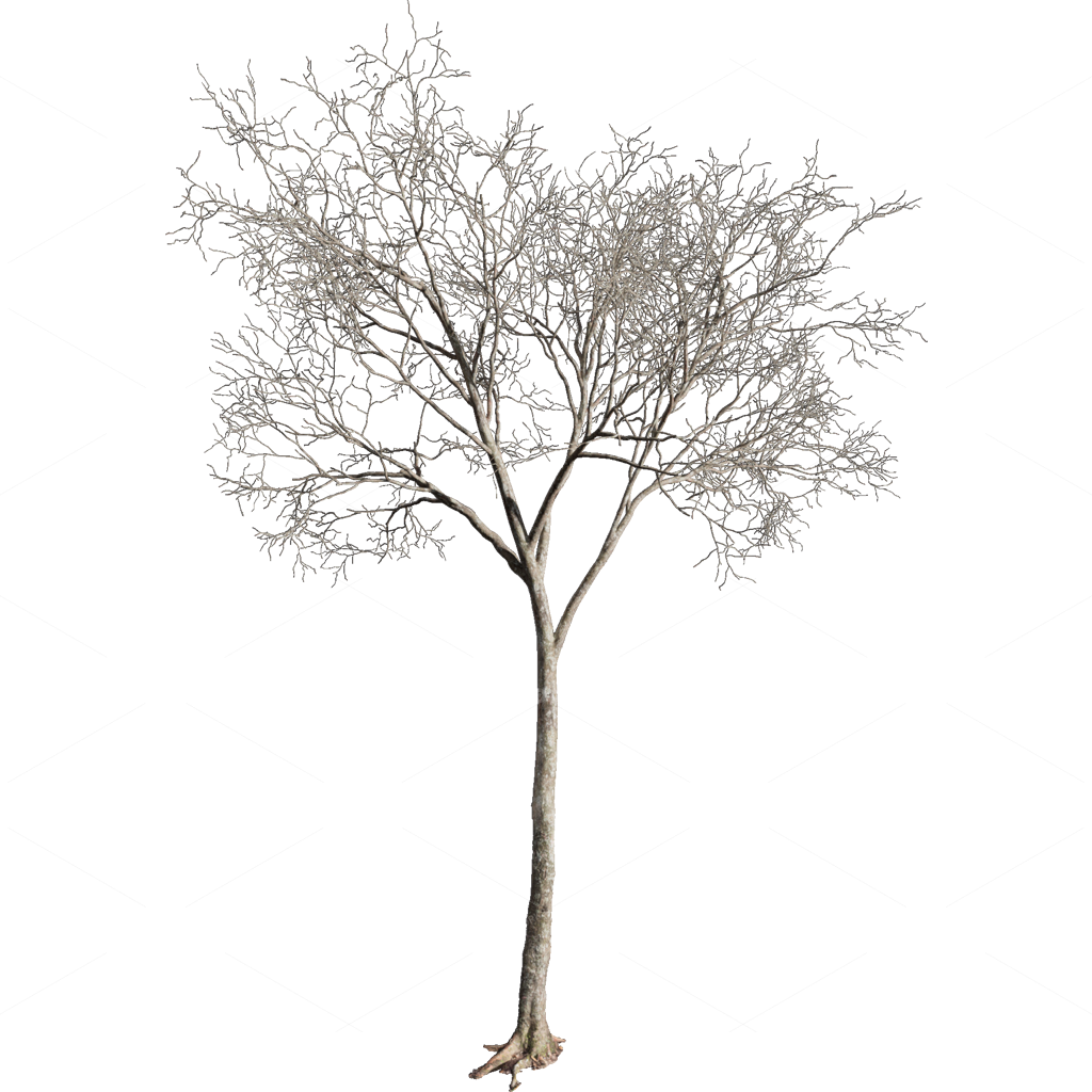 Other Botanicals 3D Models
