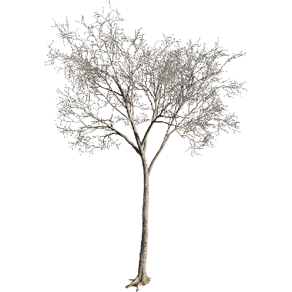 Other Plants Dead tree 02 