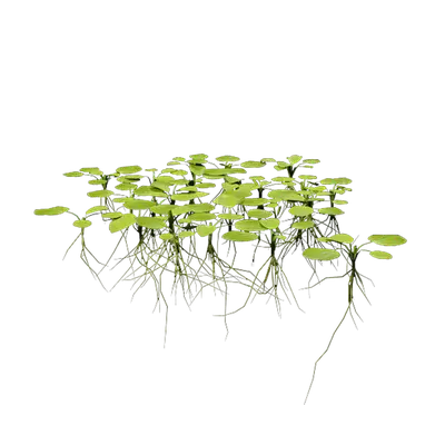 Limnobium laevigatum 05