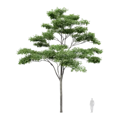 Albizia falcataria 04