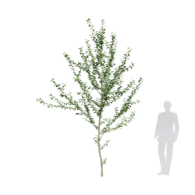 Hibiscus syriacus 02