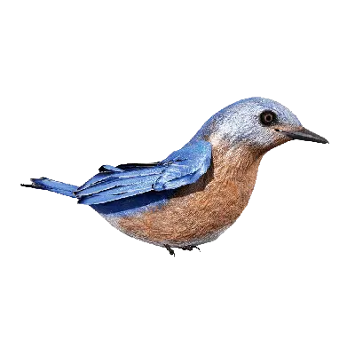 BlueBird idle 3d model